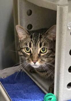 KIRA -  Domestic Short Hair Cat for Adoption in Derwood, Maryland - KIRA | PetCurious