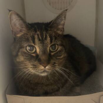 Rescue Domestic Short Hair Cats for Adoption in Naperville, Illinois - Spruce | PetCurious