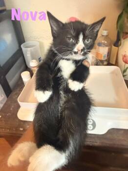 Nova -  Domestic Short Hair Cat for Adoption in Ruskin, Florida - Nova | PetCurious