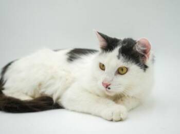 Cedar -  Domestic Medium Hair and Domestic Short Hair Cat for Adoption in Bowling Green, Kentucky - Cedar | PetCurious