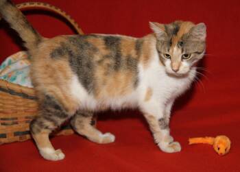 Rain (Empty-Nester) (Photos August 27th 2026) -  Calico and Domestic Short Hair Cat for Adoption in Marietta, Ohio - Rain (Empty-Nester) (Photos August 27th 2026) | PetCurious