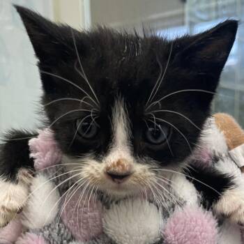 Old Bay -  Domestic Short Hair Cat for Adoption in West Palm Beach, Florida - Old Bay | PetCurious