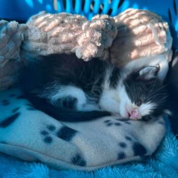 Tiny Tim -  Domestic Short Hair Cat for Adoption in Nampa, Idaho - Tiny Tim | PetCurious