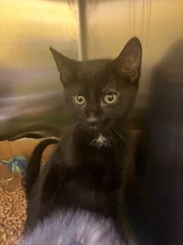 Katy Purry -  Domestic Short Hair Cat for Adoption in Jackson, Tennessee - Katy Purry | PetCurious