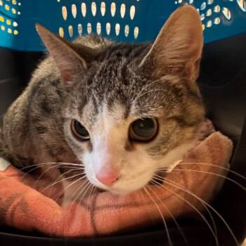 Domestic Short Hair Cats Available for Adoption - Hermana | PetCurious