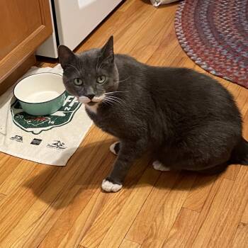 Rescue Domestic Short Hair Cats for Adoption in Rochester, Minnesota - HuiHui (Grey In Chinese) | PetCurious