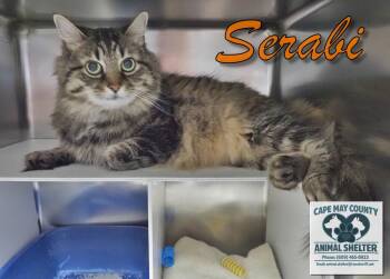 Serabi -  Domestic Short Hair Cat for Adoption in Middle Township, New Jersey - Serabi | PetCurious