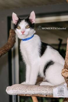 Polka -  Domestic Short Hair Cat for Adoption - Polka | PetCurious