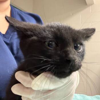 Unagi -  Domestic Medium Hair Cat for Adoption in Reno, Nevada - Unagi | PetCurious