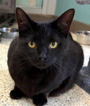 Sweetie Bell -  Domestic Medium Hair and Domestic Short Hair Cat for Adoption in Morristown, New Jersey - Sweetie Bell | PetCurious