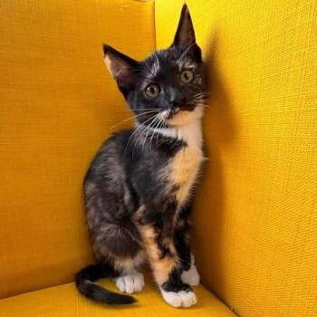 Coral -  Domestic Short Hair Cat for Adoption in Fairway, Kansas - Coral | PetCurious