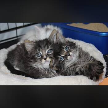 Maine Coon and Domestic Long Hair Cats Available for Adoption in Fresno, California - Sunflower  | PetCurious