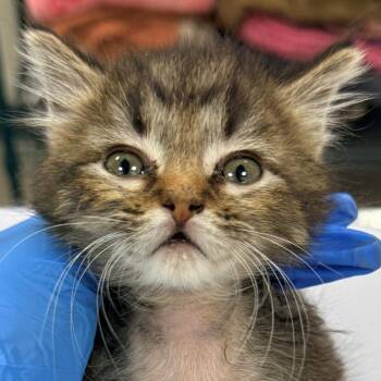 Maple -  Domestic Short Hair Cat for Adoption in Las Cruces, New Mexico - Maple | PetCurious
