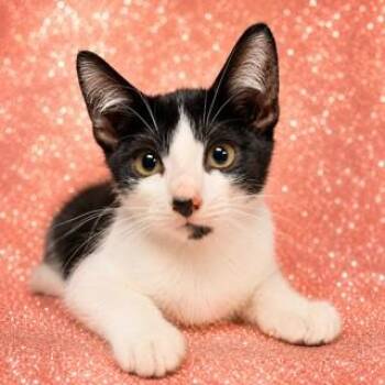 OTHO -  Domestic Short Hair Cat for Adoption in Jacksonville, Florida - OTHO | PetCurious