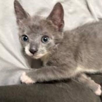 Rescue Domestic Short Hair Cats for Adoption in Denver, North Carolina - Mr. Tabitha | PetCurious