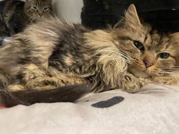 Domestic Short Hair Cats Available for Adoption - Denny | PetCurious