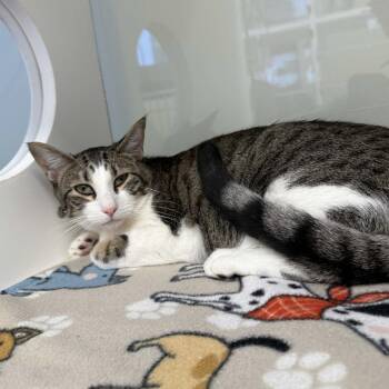 Domestic Short Hair Cats Available for Adoption - Salsa | PetCurious