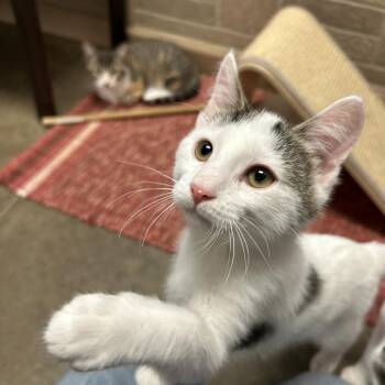 Labelle -  Domestic Short Hair Cat for Adoption in Davenport, Iowa - Labelle | PetCurious