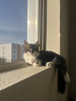 Domestic Medium Hair Cats Available for Adoption - Freya | PetCurious