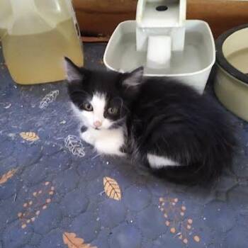 Domestic Short Hair Cats Available for Adoption in South Elgin, Illinois - Nami | PetCurious