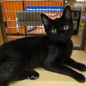 Richard Weber -  Domestic Short Hair Cat for Adoption in Myrtle Beach, South Carolina - Richard Weber | PetCurious