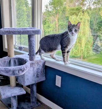 Anakin -  Domestic Short Hair and Egyptian Mau Cat for Adoption in Blaine, Minnesota - Anakin | PetCurious