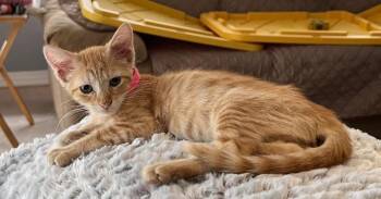 Jennifer -  Domestic Short Hair Cat for Adoption in West Palm Beach, Florida - Jennifer | PetCurious