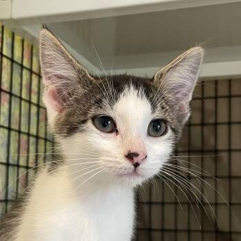 X Out -  Domestic Short Hair Cat for Adoption in Chicago, Illinois - X Out | PetCurious
