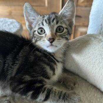 Ash -  Domestic Short Hair Cat for Adoption in Prescott, Arizona - Ash | PetCurious