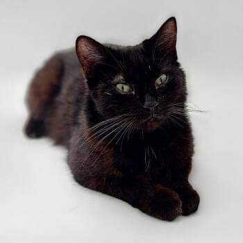 Catacomb -  Domestic Short Hair Cat for Adoption in Asheville, North Carolina - Catacomb | PetCurious