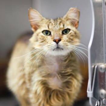 Domestic Short Hair Cats Available for Adoption in Atlanta, Georgia - Goose | PetCurious