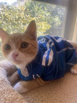 Rescue Domestic Short Hair Cats for Adoption in Fishers, Indiana - Craig | PetCurious