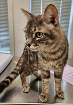 Pickles -  Domestic Short Hair Cat for Adoption in Lafayette, Indiana - Pickles | PetCurious