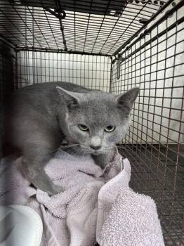 Johnathan -  Domestic Short Hair Cat for Adoption in Austin, Texas - Johnathan | PetCurious