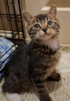 Roanoke -  Domestic Short Hair Cat for Adoption in Battle Creek, Michigan - Roanoke | PetCurious