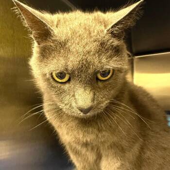 Stray 09/17/26 A65115 -  Domestic Short Hair Cat for Adoption in Keizer, Oregon - Stray 09/17/26 A65115 | PetCurious