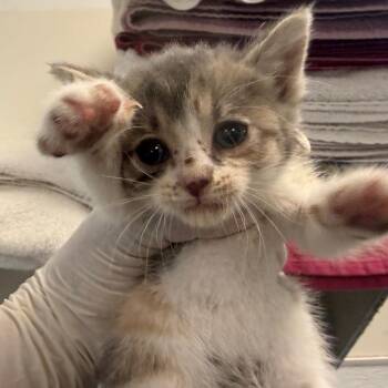 Olivia -  Domestic Short Hair Cat for Adoption in Los Angeles, California - Olivia | PetCurious