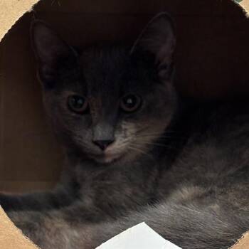 WILLOW -  Domestic Short Hair Cat for Adoption in St. Louis, Missouri - WILLOW | PetCurious