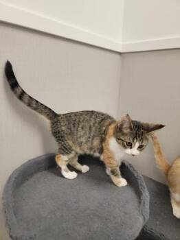 El Paso -  Domestic Short Hair Cat for Adoption in Fergus Falls, Minnesota - El Paso | PetCurious