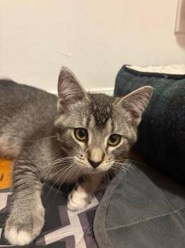 Angus -  Domestic Short Hair Cat for Adoption in Millcreek, Utah - Angus | PetCurious