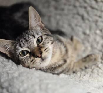 Rescue Tabby and Bengal Cats for Adoption in Ocean City, New Jersey - Venti | PetCurious