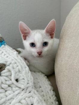 Erling -  Siamese and Domestic Short Hair Cat for Adoption in Richardson, Texas - Erling | PetCurious