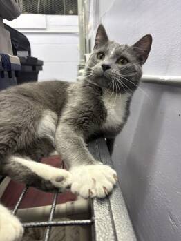 Domestic Short Hair Cats Available for Adoption in Mishawaka, Indiana - Wilbur | PetCurious