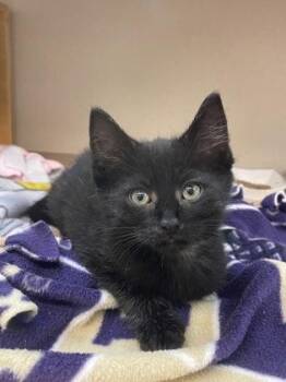 Rock -  Domestic Medium Hair and Domestic Short Hair Cat for Adoption in Bellevue, Washington - Rock | PetCurious