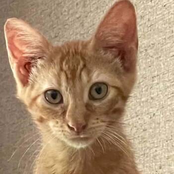 Gleb -  American Shorthair Cat for Adoption in Mount Vernon, Arkansas - Gleb | PetCurious