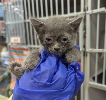 Domestic Short Hair Cats Available for Adoption in Dallas, Texas - TUNDRA | PetCurious