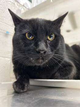 Domestic Short Hair Cats Available for Adoption - Sir Gooby | PetCurious
