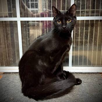 Rescue Domestic Short Hair Cats for Adoption in Tulsa, Oklahoma - Monkey | PetCurious