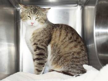 A916042 -  Domestic Medium Hair Cat for Adoption in Sacramento, California - A916042 | PetCurious