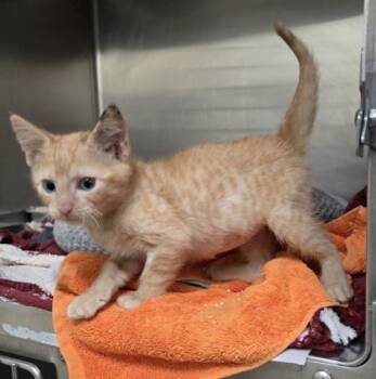 Edgar -  Domestic Short Hair Cat for Adoption in Westland, Michigan - Edgar | PetCurious